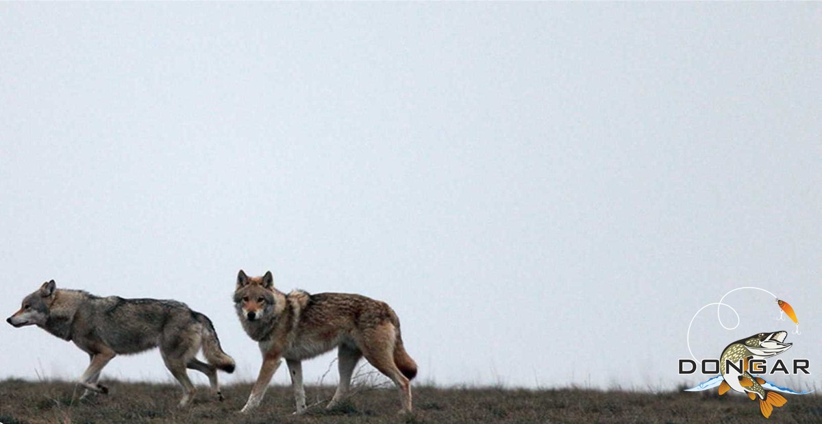 охота на волков астрахань